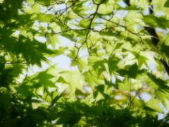 新緑 2005111