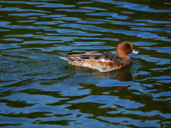 20103016