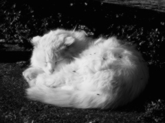猫 20021019