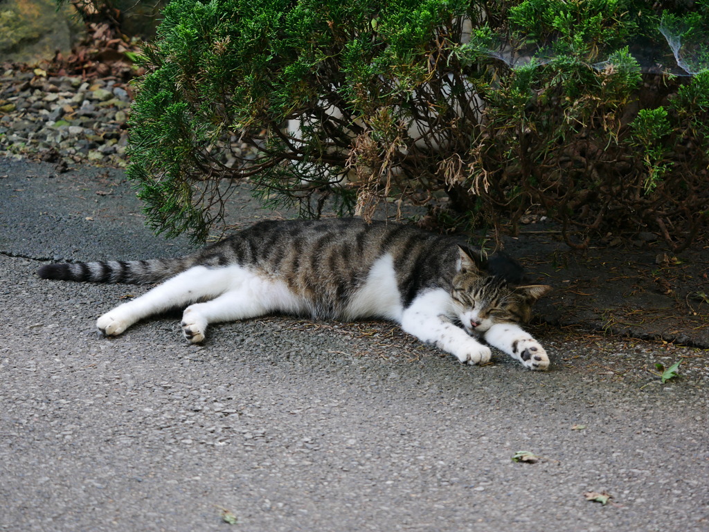 猫 20080414