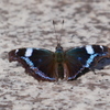 昆虫 2004141 