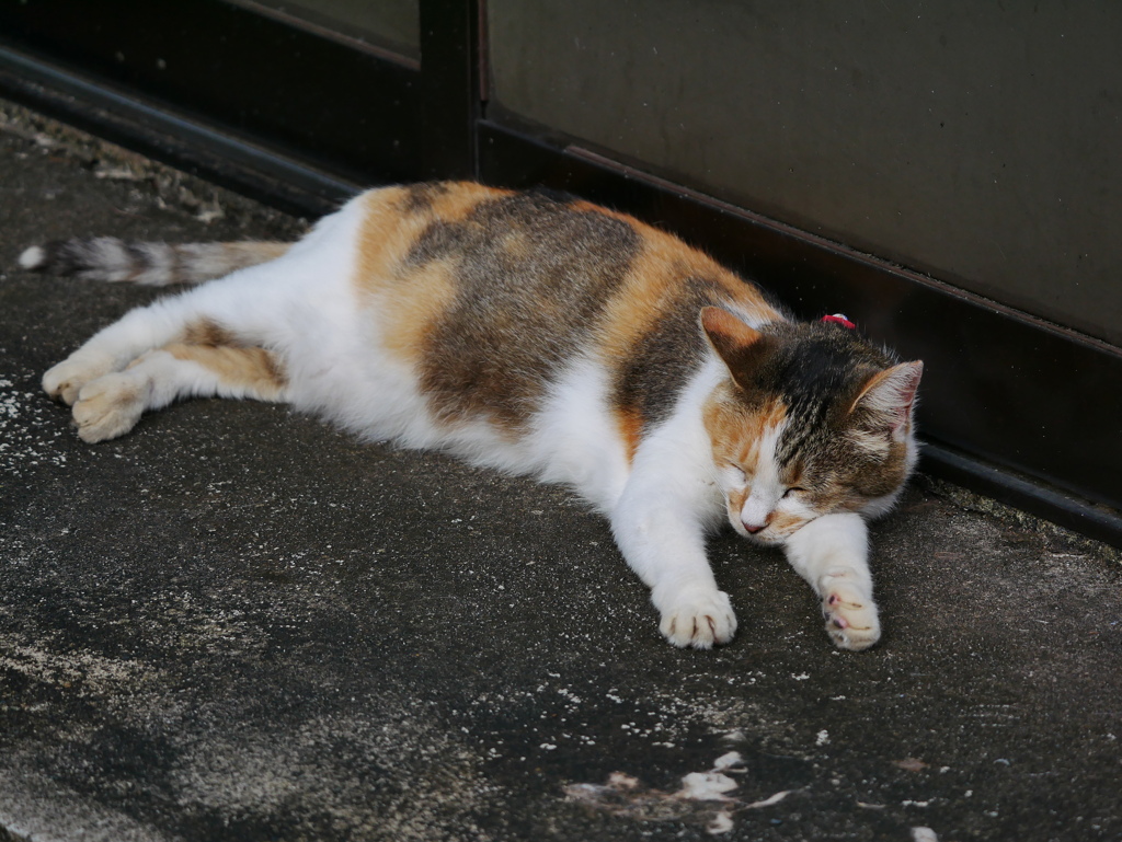 猫 2008048