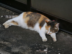 猫 2008048