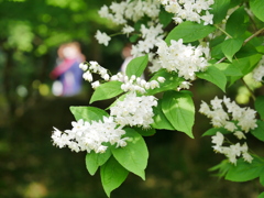 花 2005054
