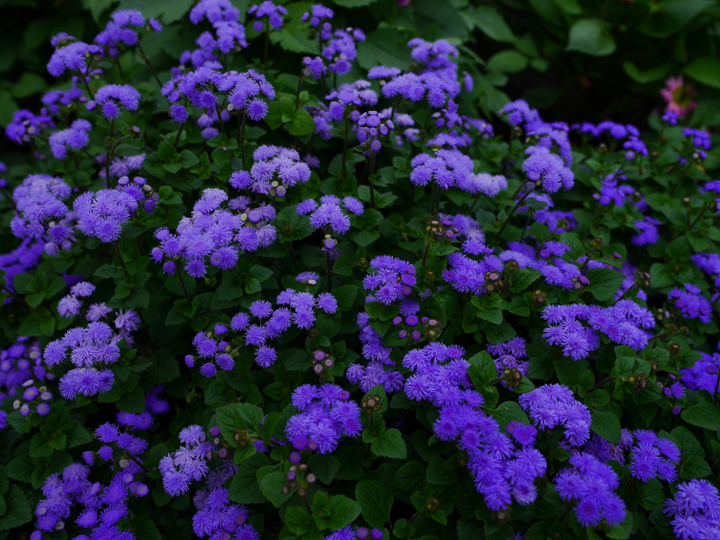 花 20062321