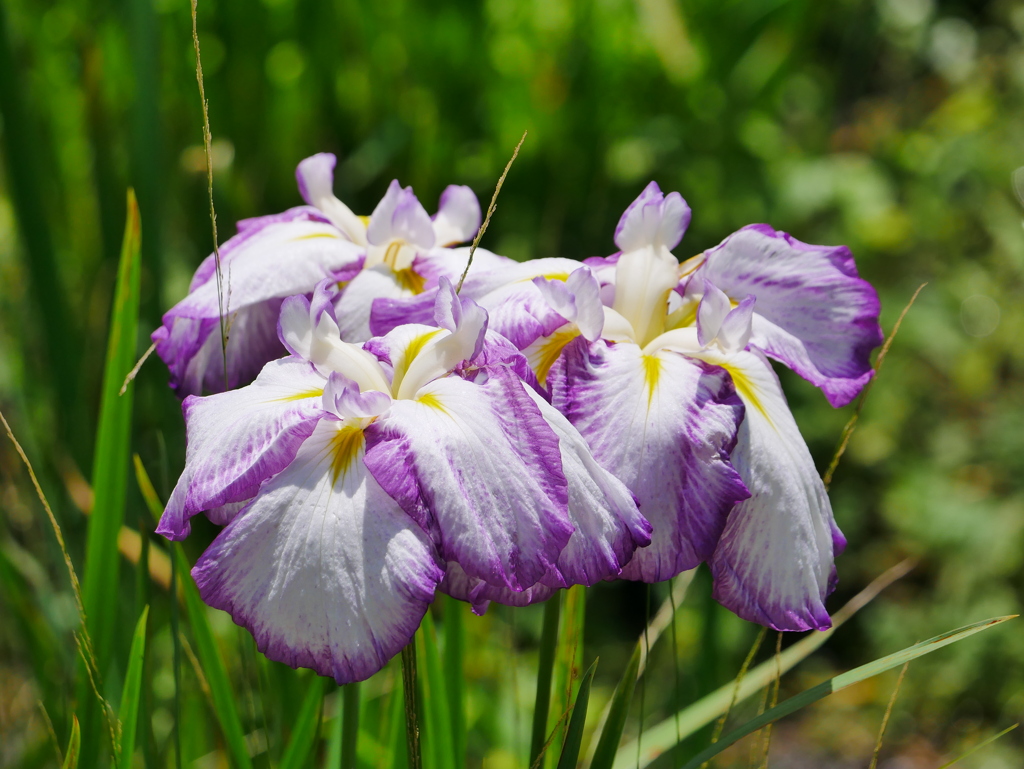 花 20061526
