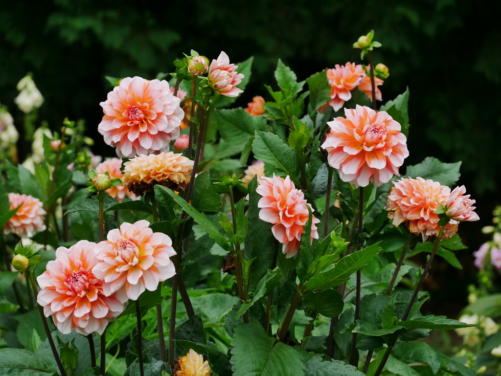 花 2006236