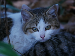 猫 20021013
