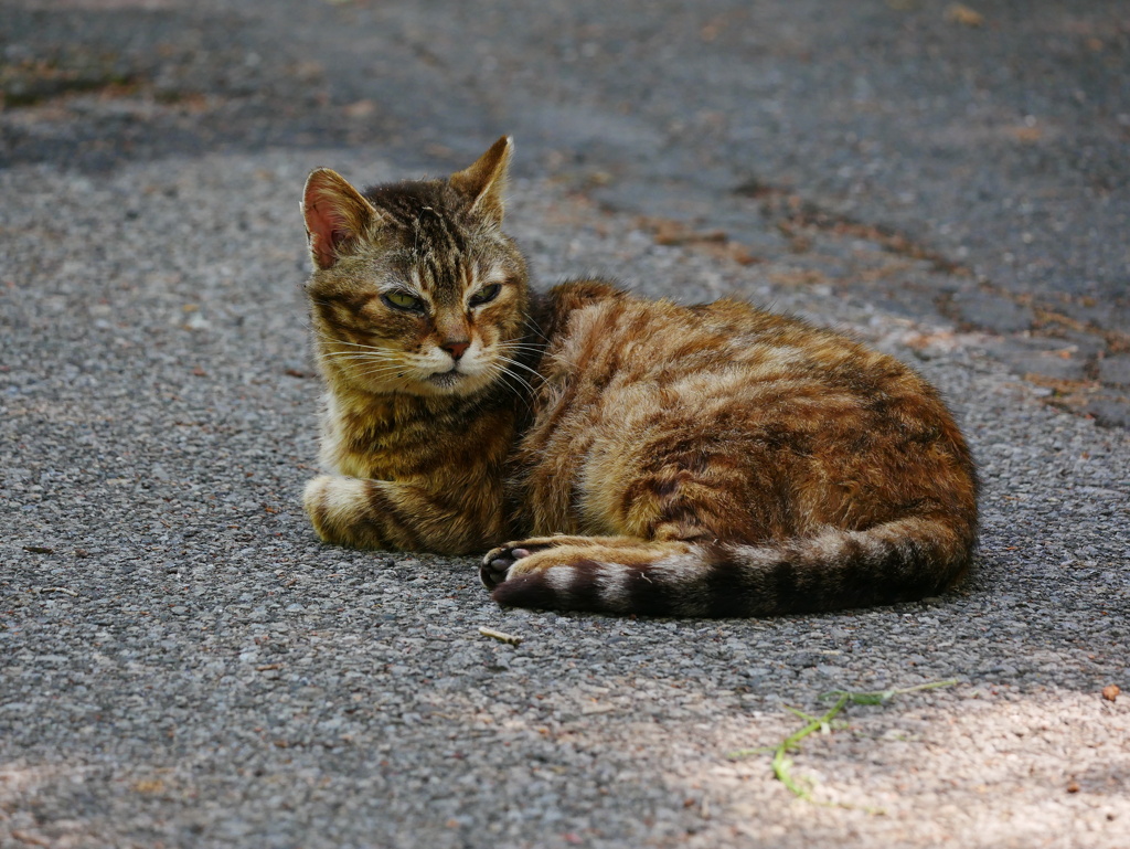 猫 2005117