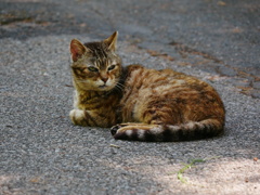 猫 2005117