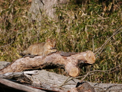 猫 2001164
