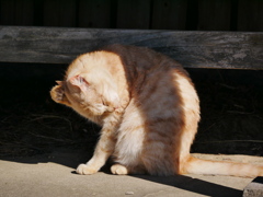 猫 19122916