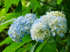 花 2005318