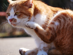 猫 2001163