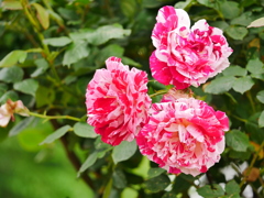 花 2005253