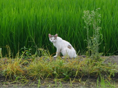 猫 20080421