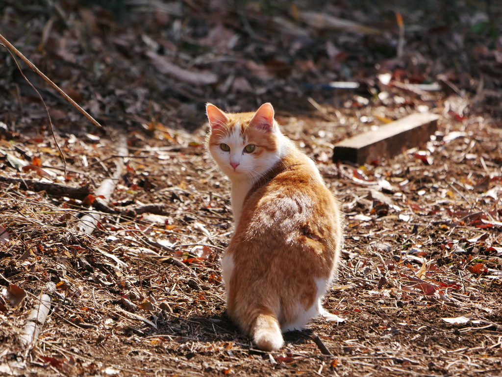 猫 2002101