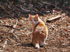 猫 2002101