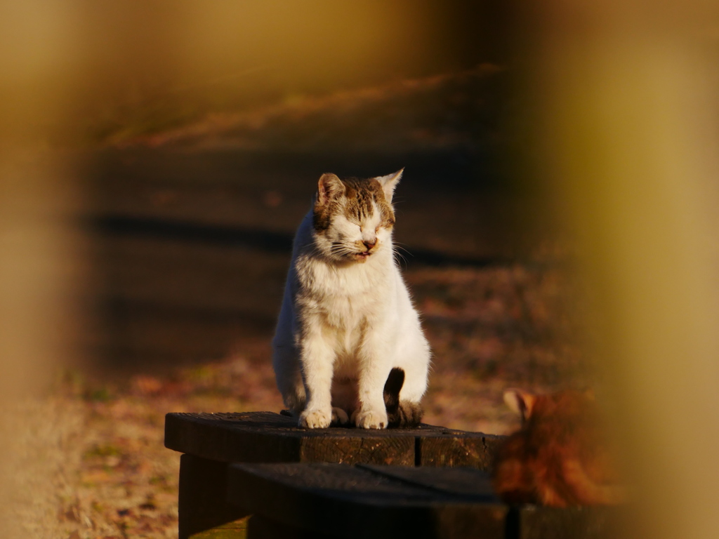 猫 19121619