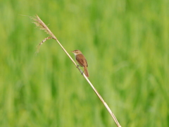 コヨシキリ 2005292