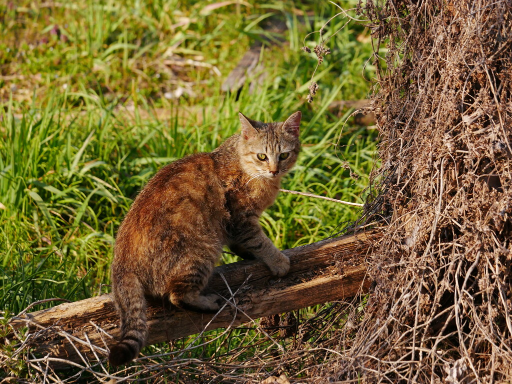 猫 20032314