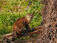 猫 20032314