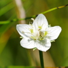 花 2008285