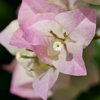 花 2009086