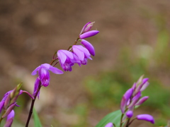 花 2005145