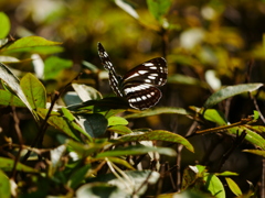 昆虫 2007317