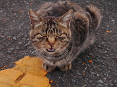 猫 2001307