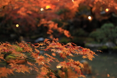近場の庭園にて　１