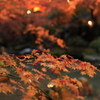 近場の庭園にて　１
