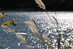 碓氷湖にて　4