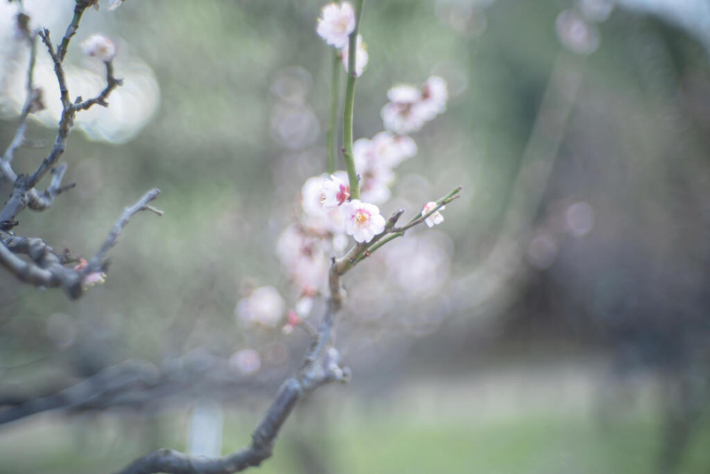 巷では梅花写真も大満開^^