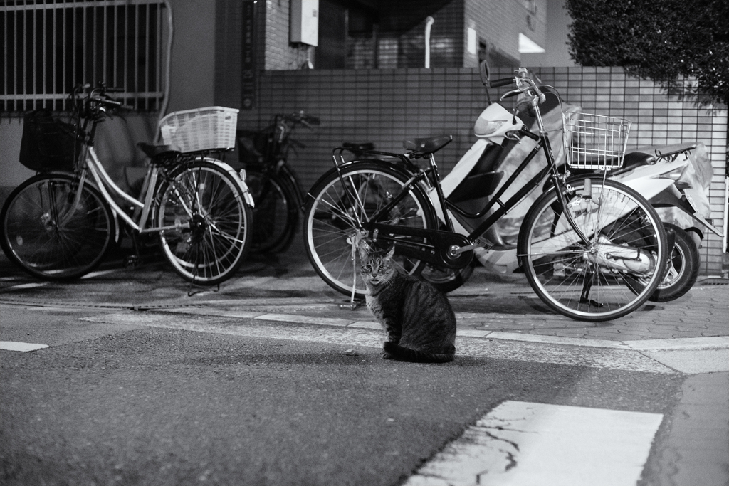 夜行性