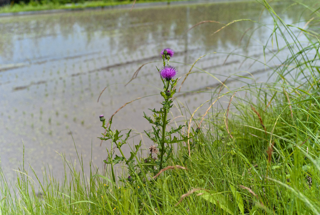 44 : Scottish flower