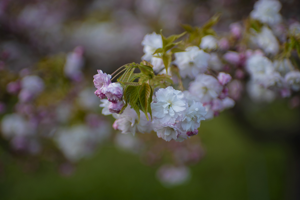 八重桜