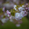 八重桜