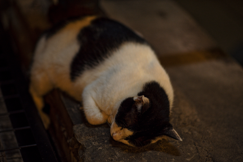 CATS