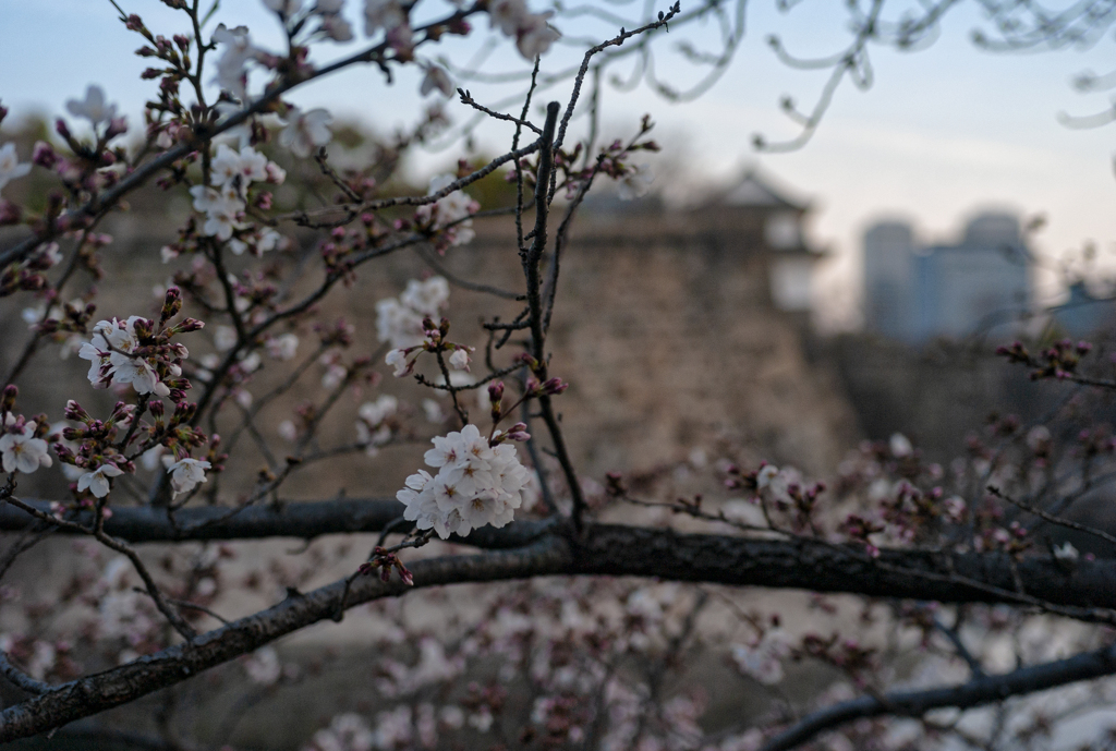 sakura color