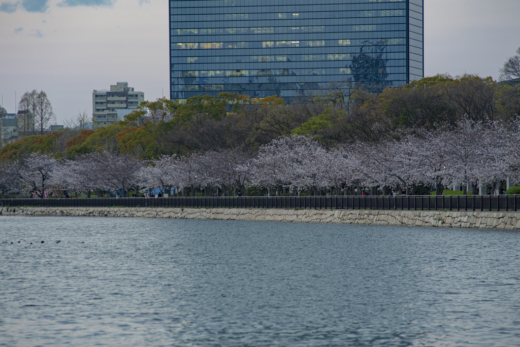 夕桜　20200402