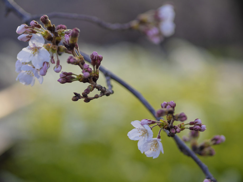 sakura color