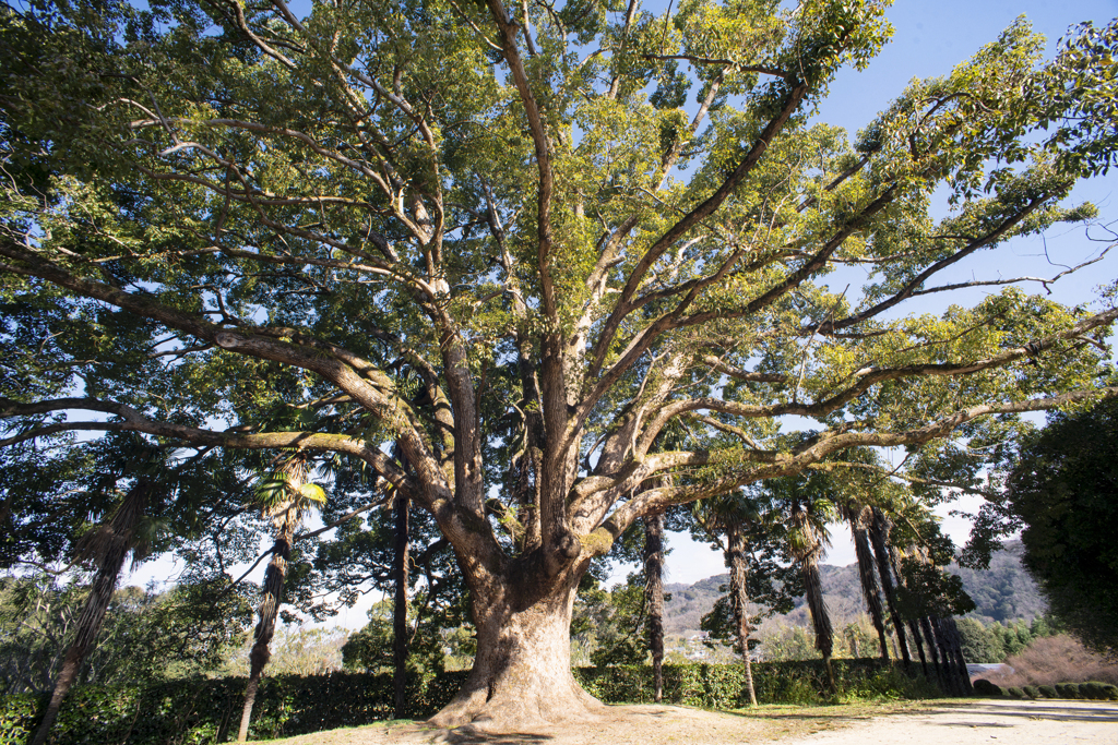 TAMRON SP 17mm F/3.5. 51B