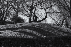 monochrome 77mm