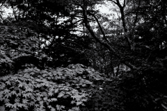 fall leaves b&w