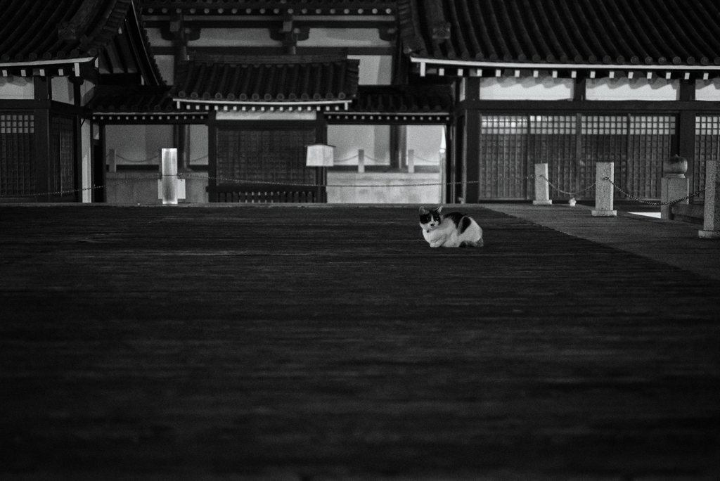 四天王寺の猫