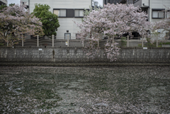 桜の花びらが不自然に滞留する　城北川のとある所