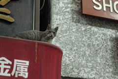 鶴見橋の猫