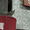 鶴見橋の猫